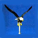 12 in. Natural Flying Eagles