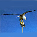 10 in. Natural Flying Eagles
